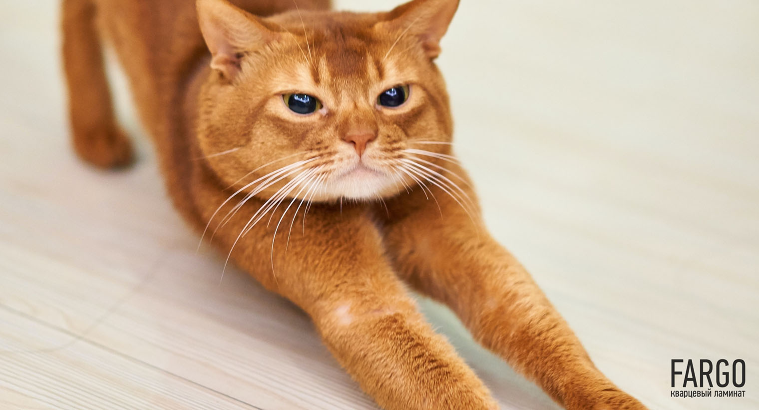 Рыжий кот на выбеленном декоре кварцевого ламината под дерево